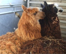 Twinkle and Domino before their visit to the 'salon'.