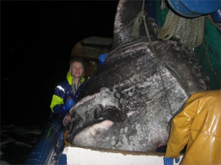 Fisherman Juri Petrov from Estonia beside the giant sunfish caught off the coast of Malin Head on Greencastle trawler MFV Northern Celt.