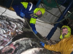 Juri Petrov, Estonia, left and Greencastle's Mark Reynolds pictured with the giant sunfish they caught off the coast of Malin Head on the MFV Northern Celt.