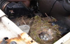 The bird's nest at Carey's Garage.