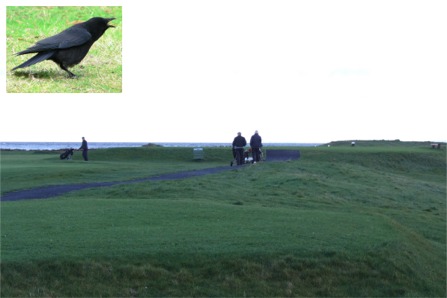 Golfers head out for 18-holes at Greencastle yesterday hoping the bandit crows won't swoop.