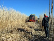 Harvest time for elephant grass.