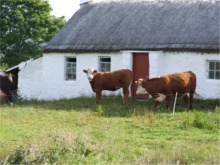 Inishowen farmers forced to use winter feed.