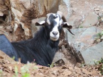 The one-horned goat beds down for the night.